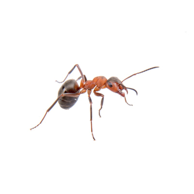Tips on preventing and controlling Fire Ants