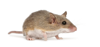 Tips on Preventing and controlling Rodents.